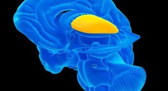 Afternoon slump explained by brain’s ‘reward center’